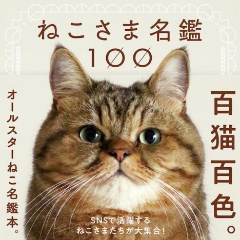 推し猫が見つかる、オールスターねこ名鑑